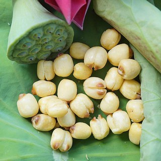  Biji Teratai  Vietnam Roasted lotus seed Soft crunchy 