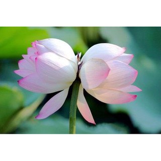 Flower Pot Lotus Basin 四季水生种子水培植物水养花水莲花种藕睡莲阳台观赏荷花盆栽 Shopee Malaysia