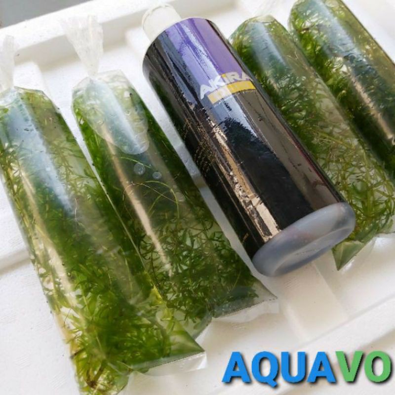 Hydrilla Rumpai Air Untuk Ikan Laga Guppy Lobster Dan Akuarium Air Tawar Shopee Malaysia