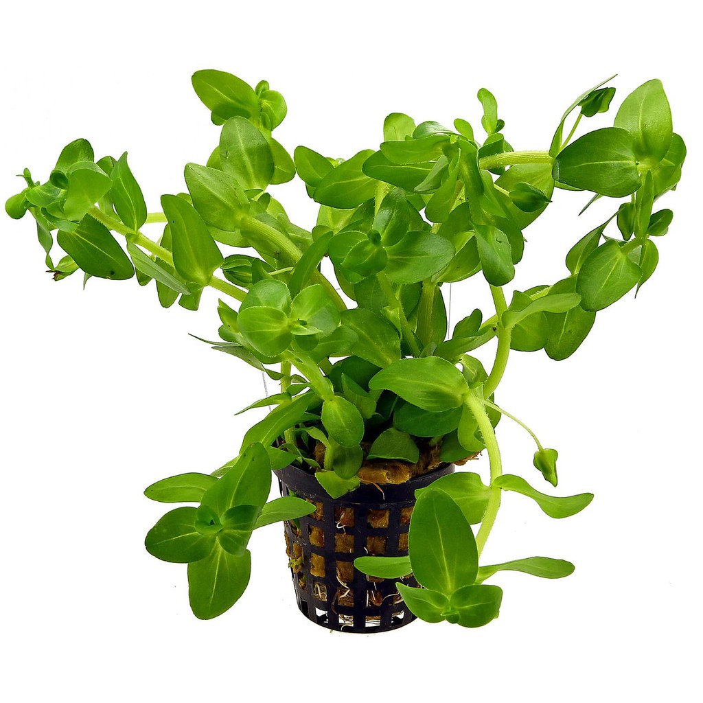  Bacopa  Caroliniana Pot Aquascape Aquarium  Vivarium 