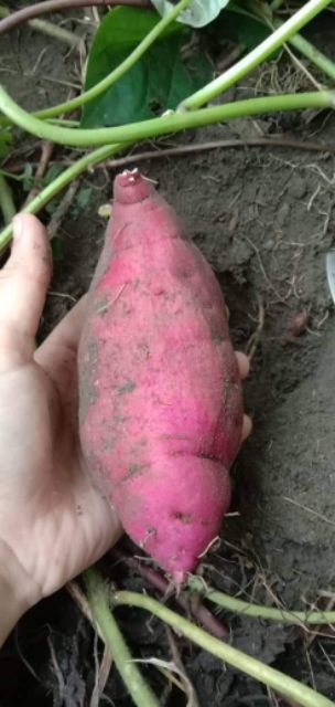 Keratan Benih Keledek Campur Jenis 20keratan Shopee Malaysia