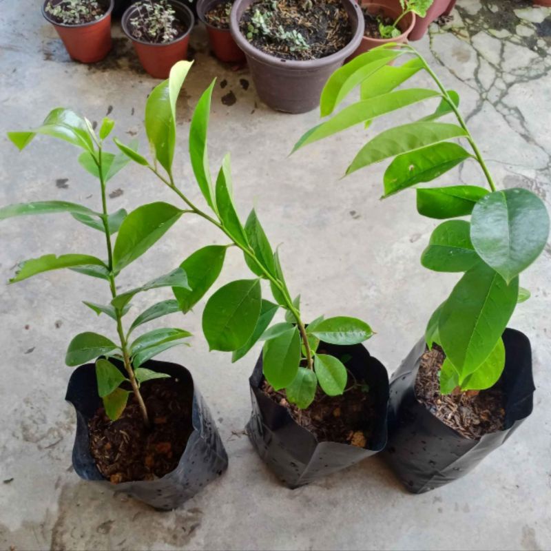 Anak Pokok Durian Belanda | Shopee Malaysia