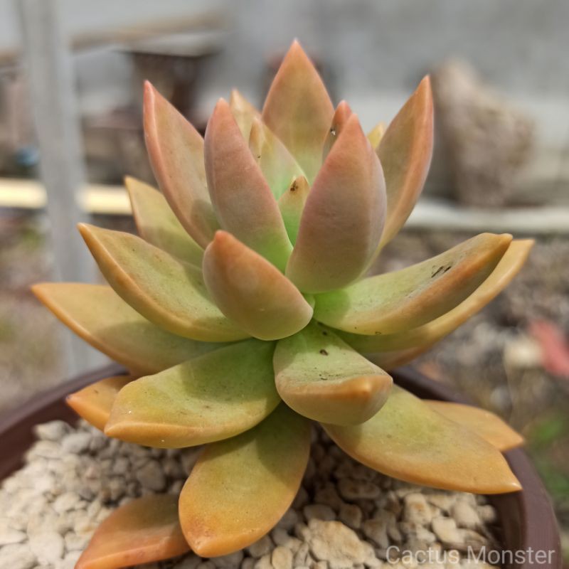 Red Lotus Series 赤色莲花系列 Rare Interior Succulent 室内多肉植物 Shopee Malaysia