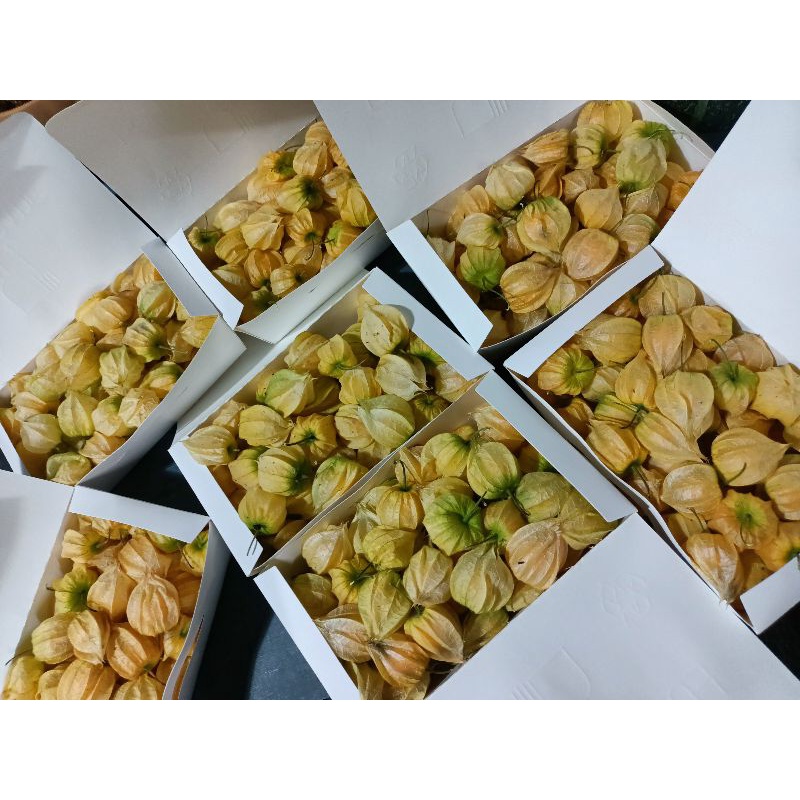 Cameron Highlands Cape Gooseberry金马仑灯笼果