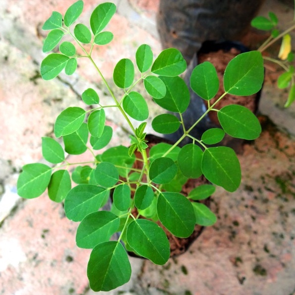 Pokok Kelor / Moringa (Moringa oleifera) - Pokok Hidup / Live Plant ...