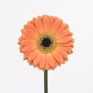 Fresh Flower from Cameron Highlands - Gerbera x 10 stems (Delivery within  Klang Valley only) | Shopee Malaysia