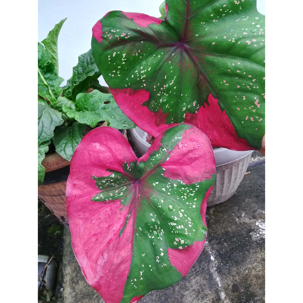 🔥Bunga keladi / Caladium Shopee Malaysia