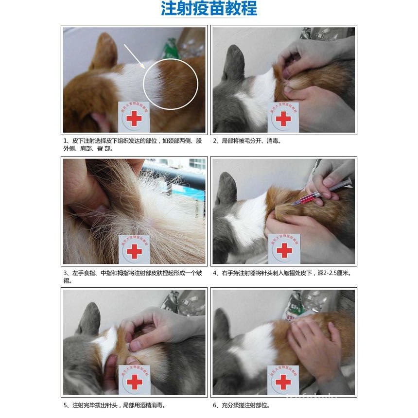 Pet Healthcare Medicine 五星成犬狗狗疫苗套餐预防犬瘟细小流感狂犬病 
