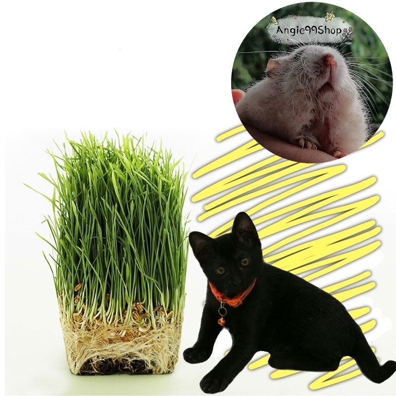 猫草种子cat Grass Seeds Shopee Malaysia