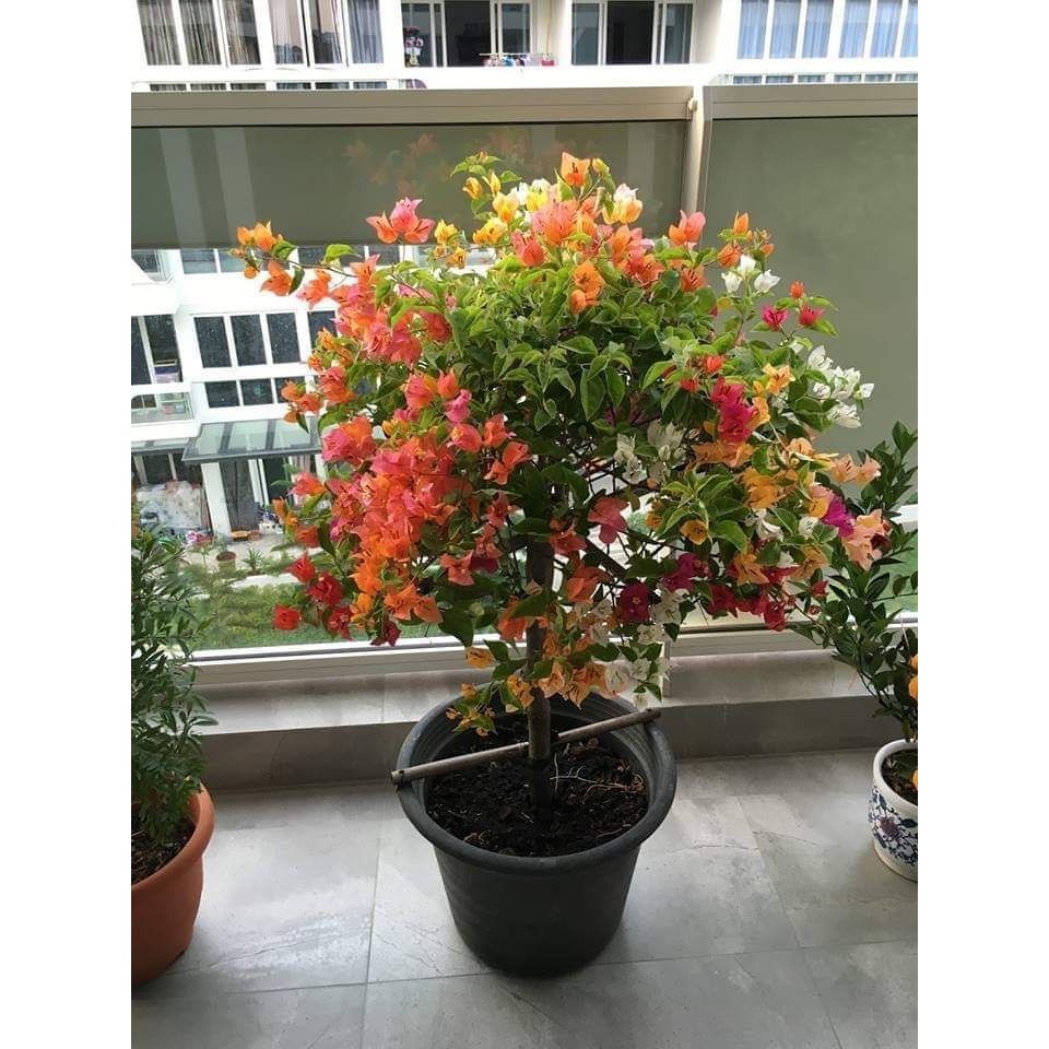 Bougainvillea Tri Color Pokok Bunga Kertas Kahwin 3 Warna Kacukan Shopee Malaysia