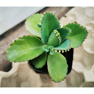 Buy R S现货 落地生根多肉植物bryophyllum Pinnatum Succulent Plants Seetracker Malaysia