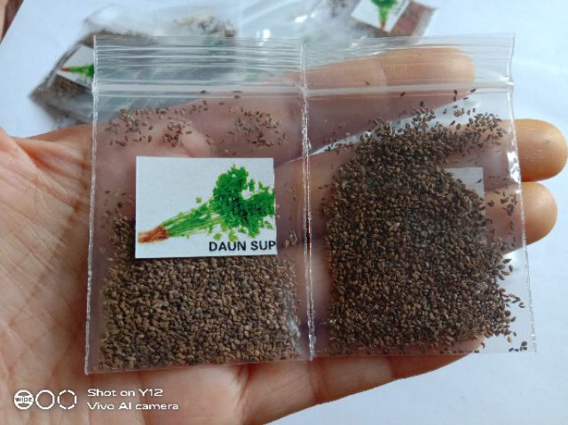 Biji Benih Pokok Daun Sup Shopee Malaysia