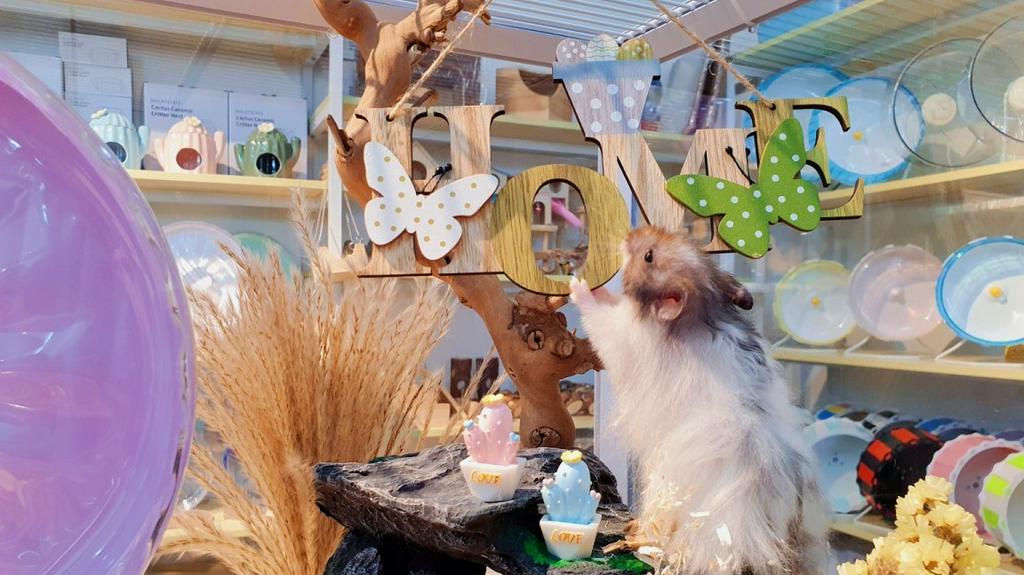 craftsboyDIY Pet & Gift Shop, Online Shop Shopee Malaysia