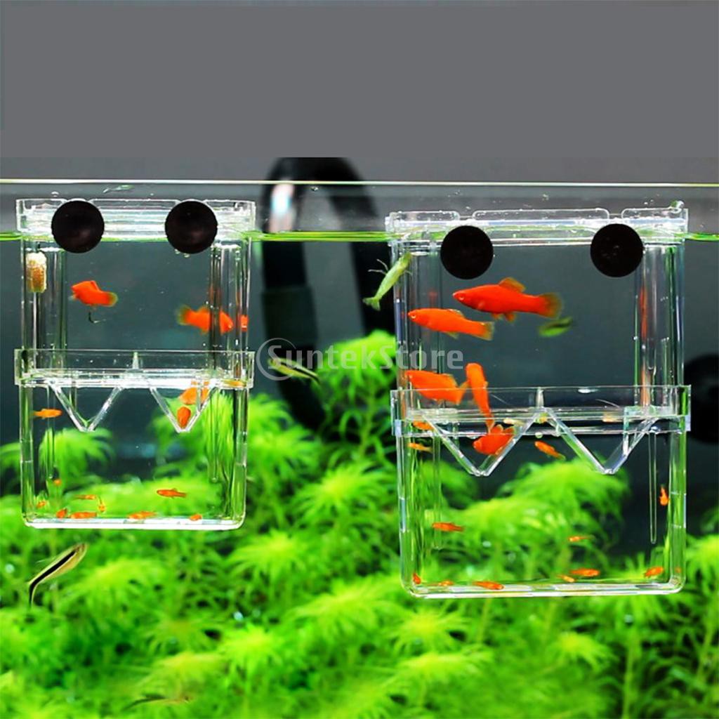 floating fish tank