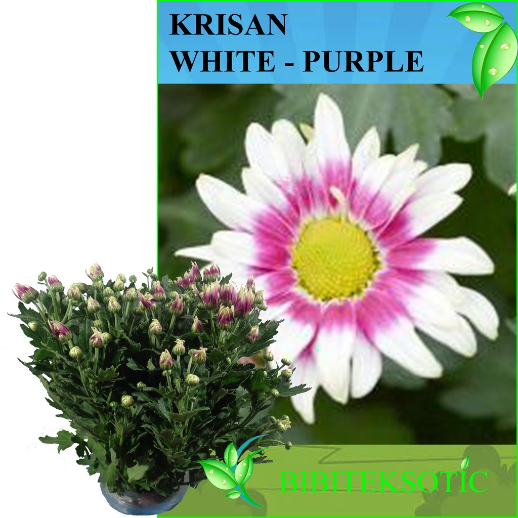 Chrysanthemum Flower Plants White - Purple