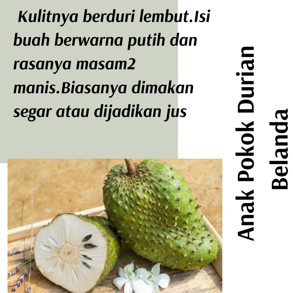 (Real Plant) Anak Pokok Durian Belanda cepat berbuah hybrid premium top ...