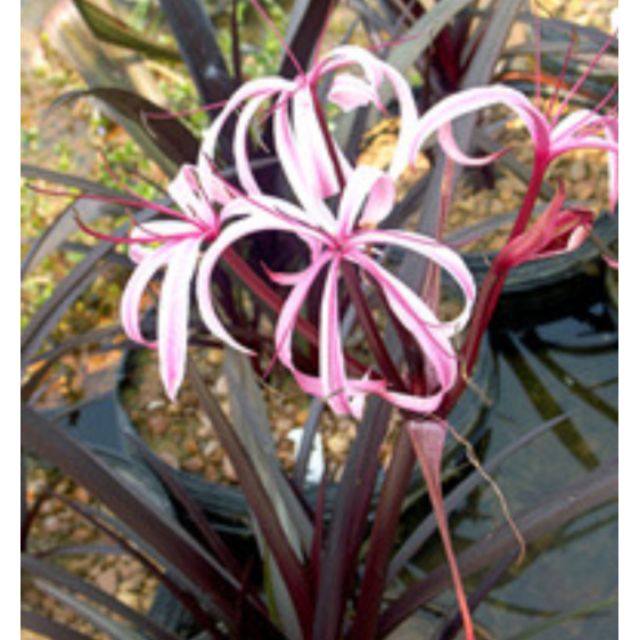 Purple Crinum  Lily Spider Lily Garden Plant Purple Lily 