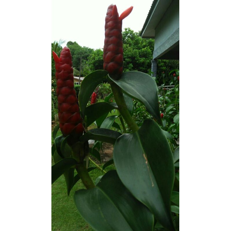 4 Keratan Pokok Bunga Gincu Red Button Ginger Shopee Malaysia