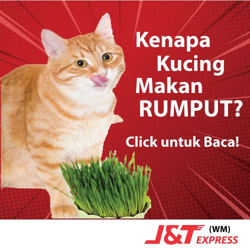 Rumput Kucing Tanam Sendiri Self Grow Kit Shopee Malaysia