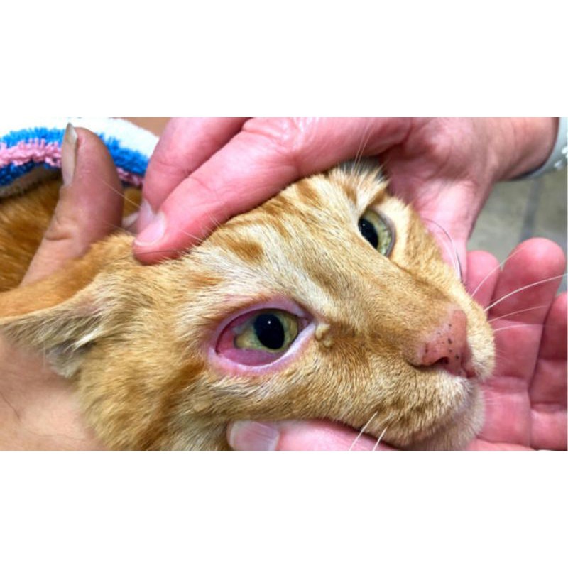 Cecair Gel Titis Sakit Mata Kucing Anjing 5ml Shopee Malaysia