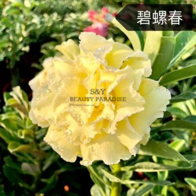 Taiwan Yellow Series Desert Rose Seeds Adenium Obesum Biluochun碧螺春 台湾黄色系列 富贵花种子 Shopee Malaysia