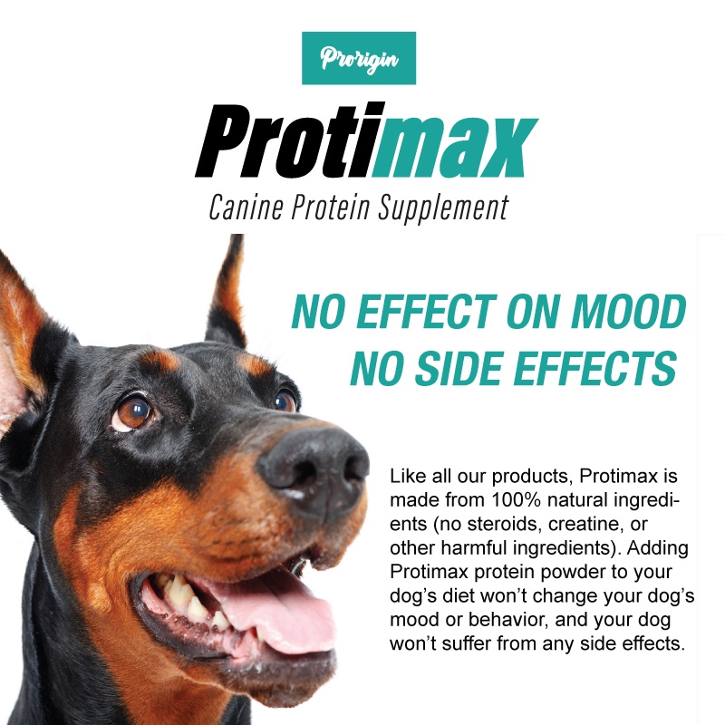 is protein powder ok for dogs