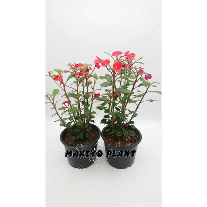 Euphorbia Geroldii Thornless Crown Of Thorns 无刺麒麟花 无刺荆棘王冠 Live Plant Shopee Malaysia