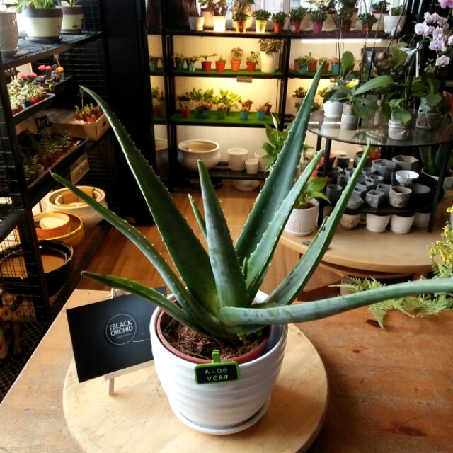 Aloe Vera Indoor Plant Shopee Malaysia