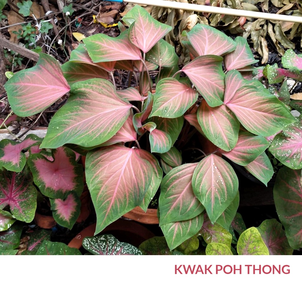KWAK POH THONG Keladi MURAH Pokok Anak Ubi Caladium CHEAP Plant Bulb