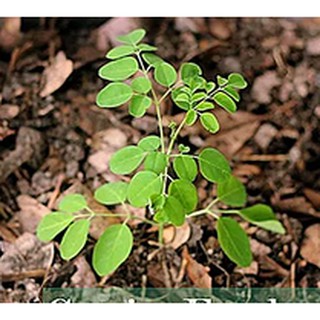 Buy Ready Stock Live Plant 1pcs Kelor Moringa Munggai Lemunggai Seetracker Malaysia