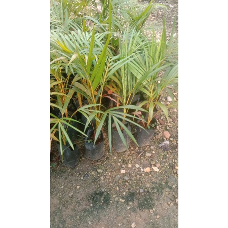 Anak Pokok Palm Kuning (Pokok Hiasan) 4ft Height | Shopee Malaysia