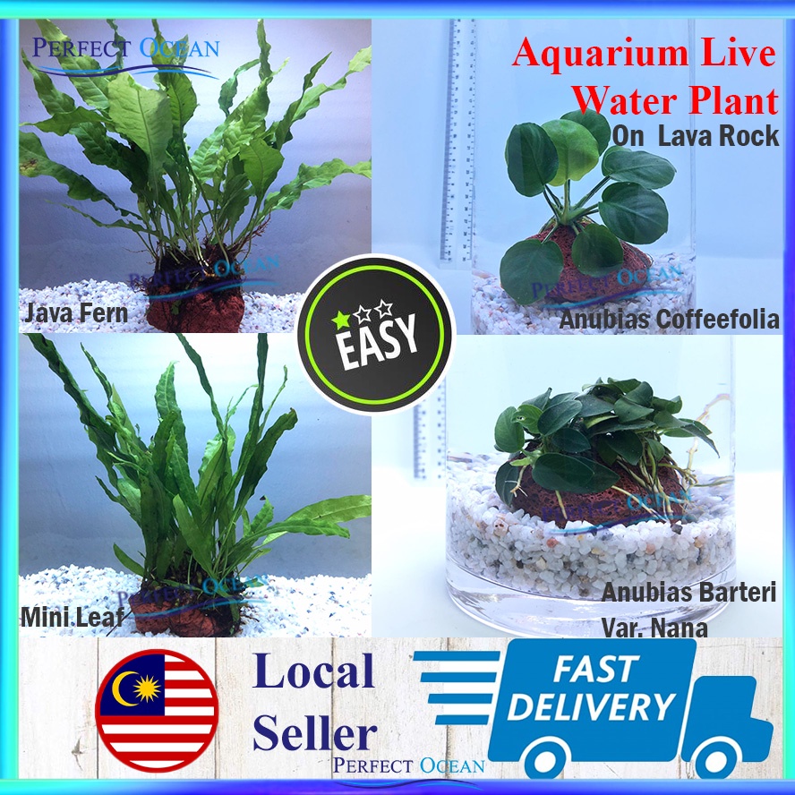 Aquatic Live Water Plant [On Lava Rock] Aquarium Low Level Java Fern Anubias Pokok Tank READY STOCK | Perfect Ocean