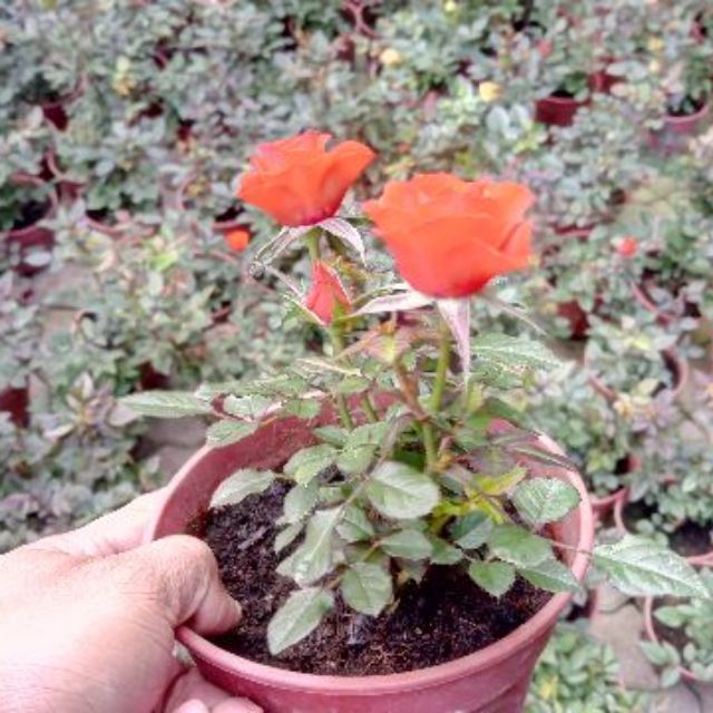 Anak Pokok Bunga Ros Merah Tahan Lasak Tahan Panas Dah Berbunga Rose Live Plants Flower Potted Plant Pokok Hiasan Cantik Shopee Malaysia