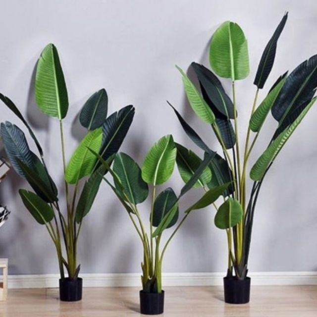 Pokok Pisang Viral 160cm Shopee Malaysia