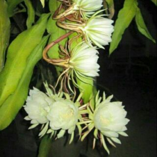 Pokok Bunga Bakawali Kembang Malam Keratan