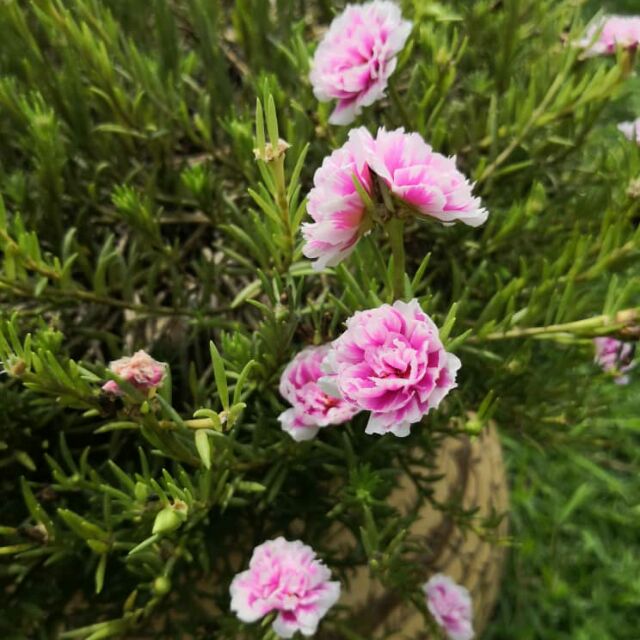 MURAH Bunga Ros  Jepun  Keratan Rose  Jepun  Pokok Pukul 