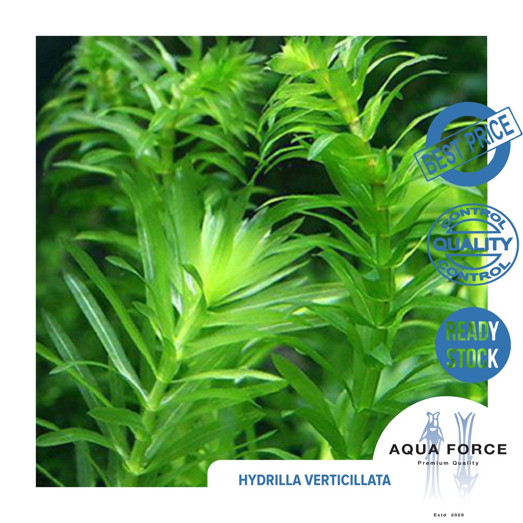 HYDRILLA VERTICILLATA / AQUATIC PLANT / MAKANAN LOBSTER
