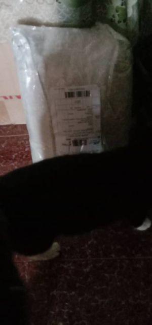 Makanan kucing murah cat food  Shopee Malaysia