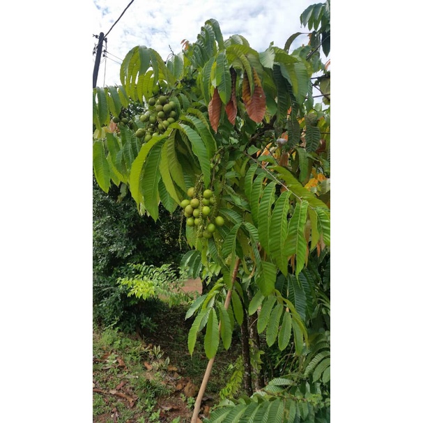 Buy POKOK MATA KUCING BRAZIL  SeeTracker Malaysia