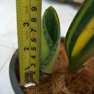 Sansevieria Whale Fin Variegated 22cm (Plus 1 Baby ...