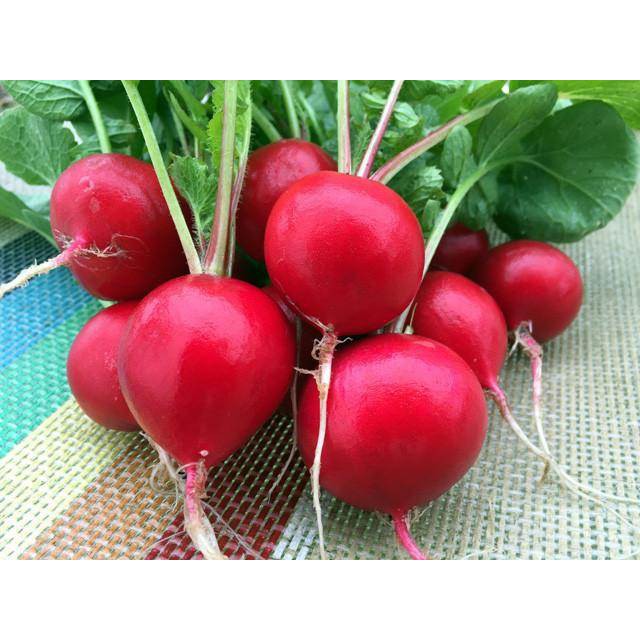 Red radish in malay