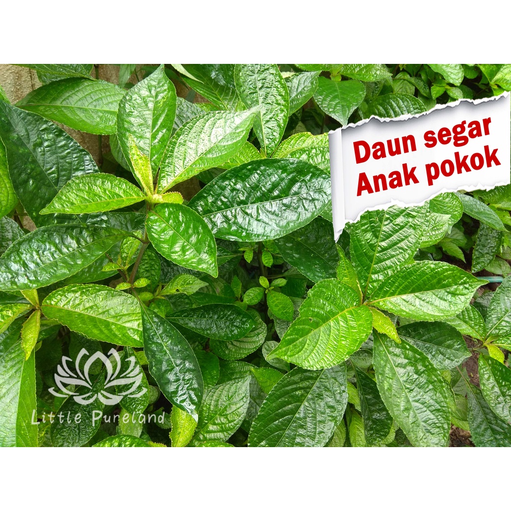 Promosi Anak Pokok Pecah Beling Black Face General 黑面将军 Strobilanthes Crispa Shopee Malaysia