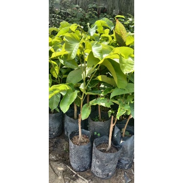 pokok sentul/ stol bangkok hybrid | Shopee Malaysia