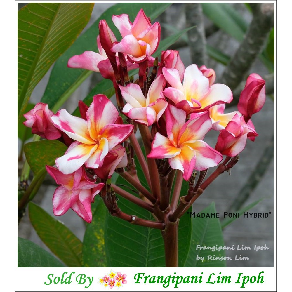 Frangipani / Plumeria – “ Madame Poni Hybrid “ ( 2 Fresh Cuttings