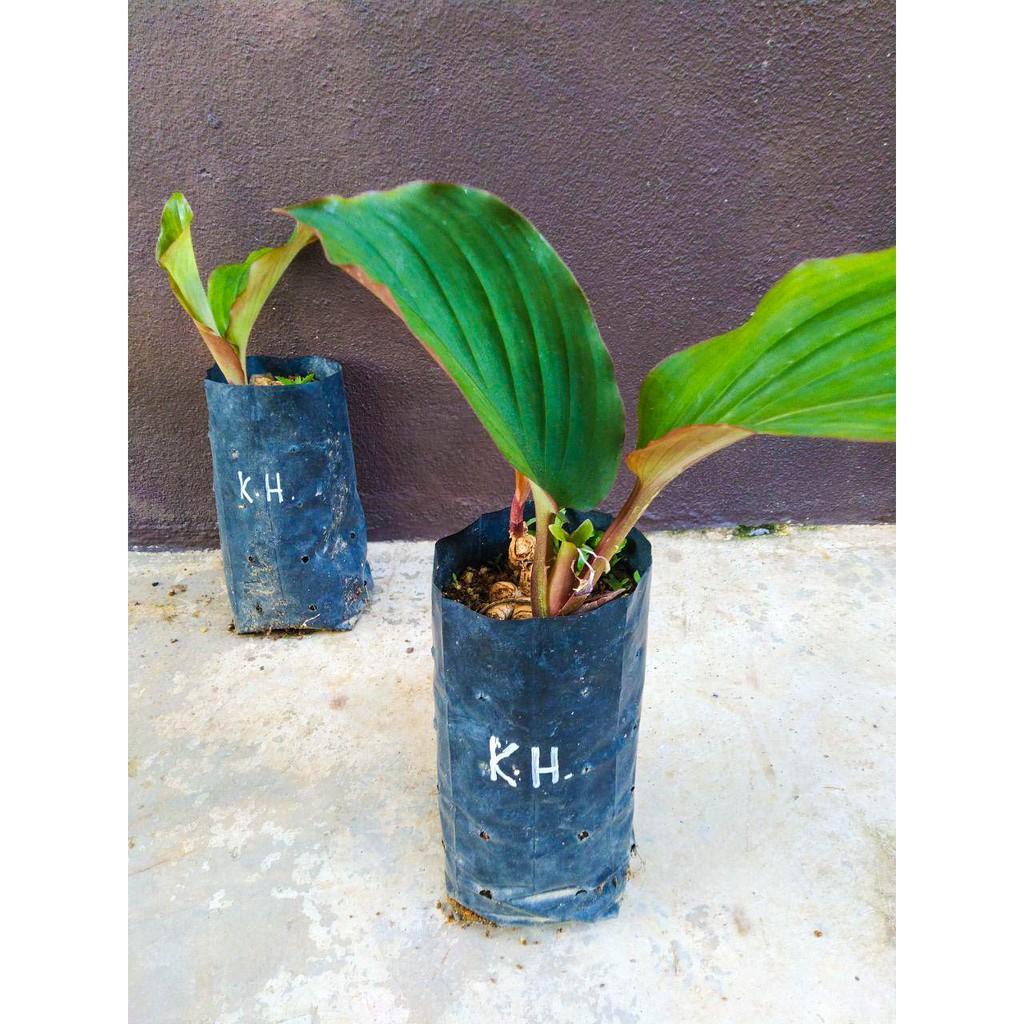 Buy Anak Pokok Kunyit Hitam Kunyit Hitam Thai Thai Black Ginger Kaempferia Parviflora Seetracker Malaysia