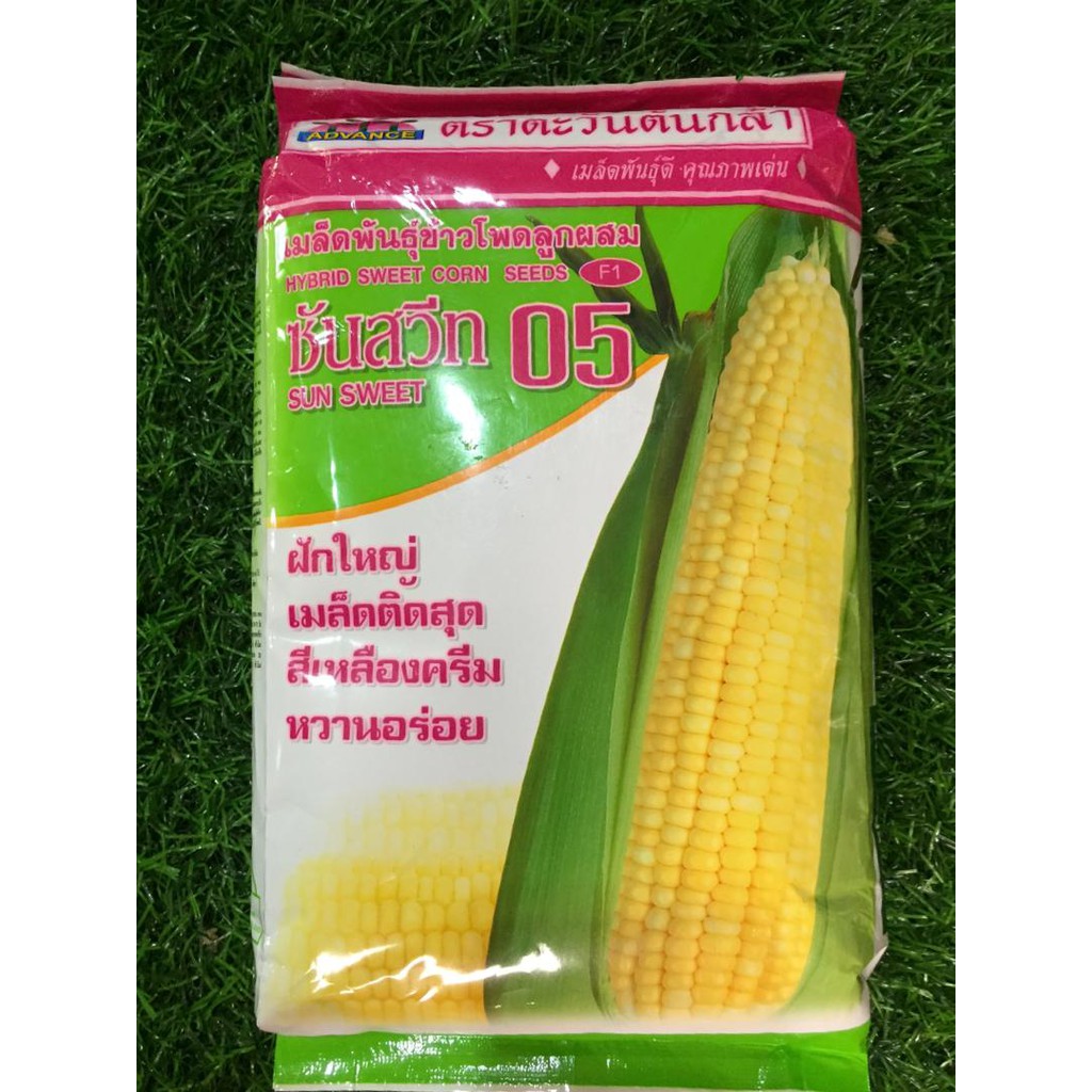 BIJI BENIH JAGUNG MANIS SUNu0026SEEDLING (1kg  Shopee Malaysia