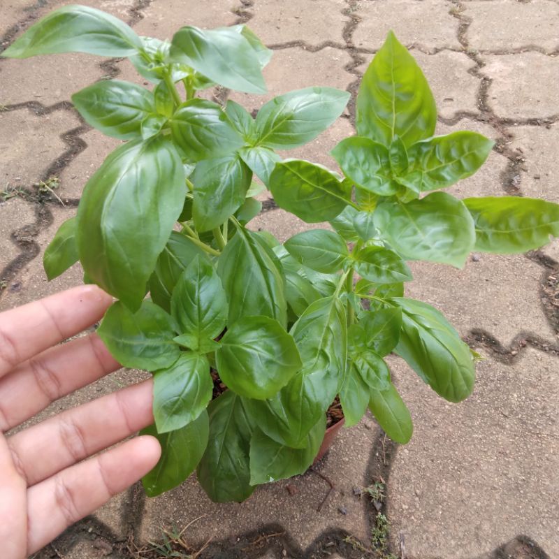 Organik Pokok Sweet Basil English Basil Selasih Pasta Pesto Shopee Malaysia