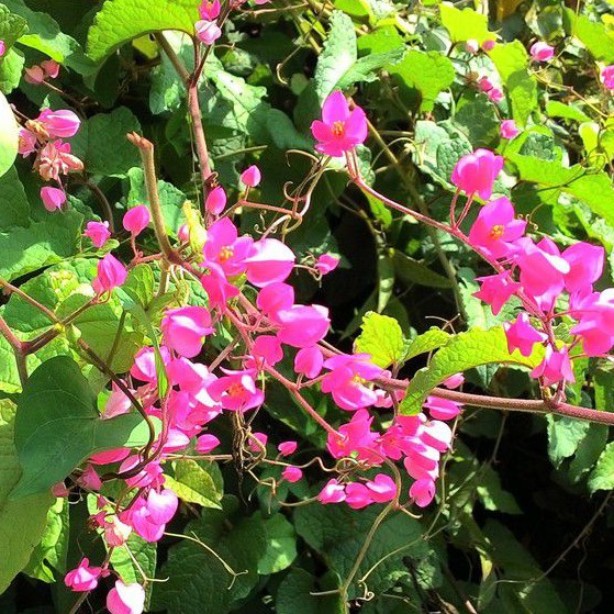 Two 2 Air Mata Pengantin Or Coral Vine Or Antigonon Leptopus Root Cutting For Planting