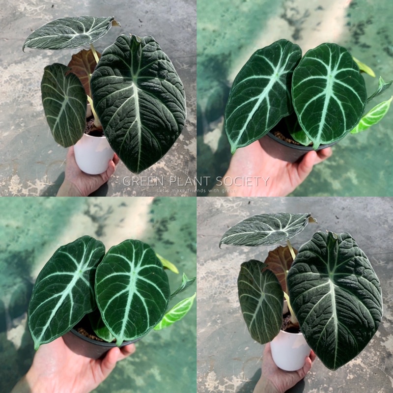Buy GPS Green Plant Society (2 TYPES) Alocasia Black Velvet/Ninja