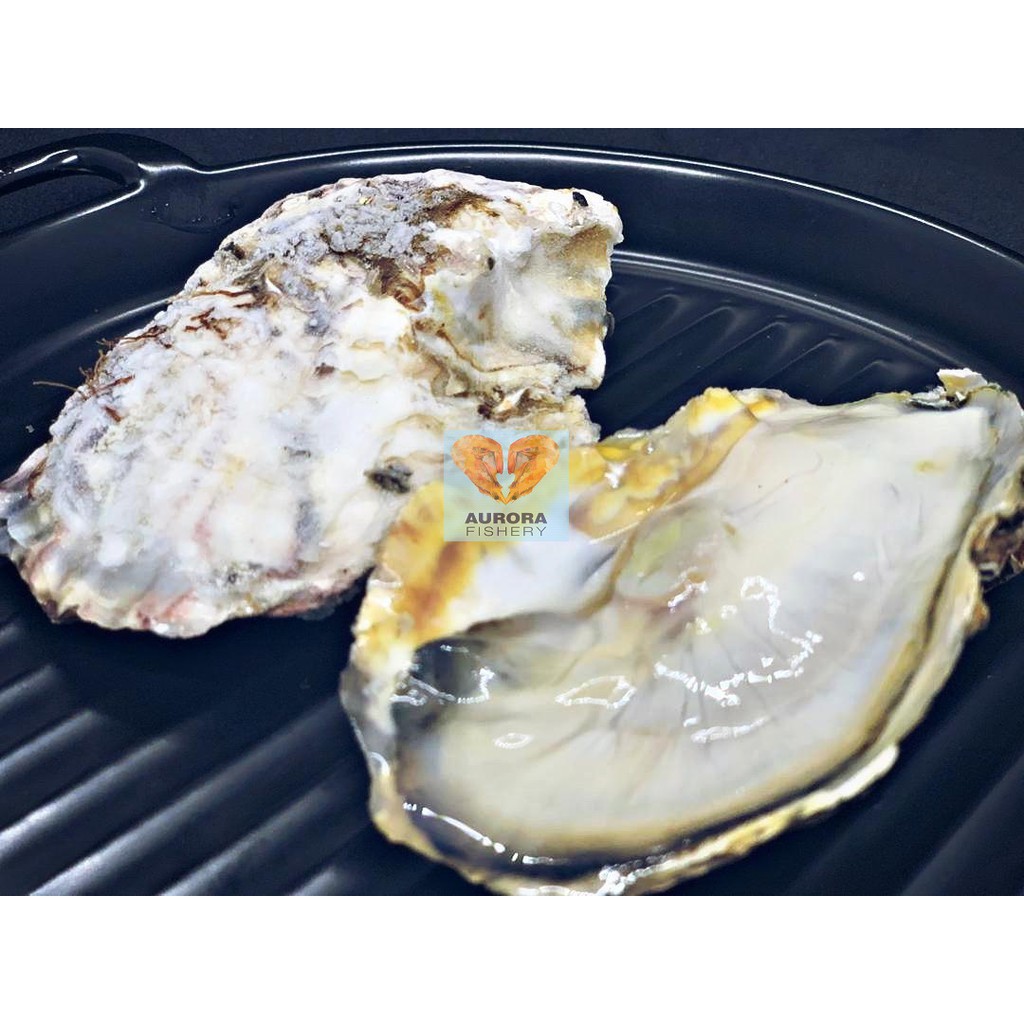 Limited Stock 日本牡蛎生蚝japan Import Harima Oyster Sashimi Grade 1kg Pack 12pcs Shopee Malaysia